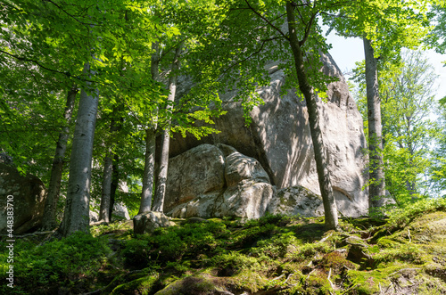 Dovbush Rocks, Carpathian Mountains, Ukraine. National park. Scenic view of green beech trees moss and rocks. 