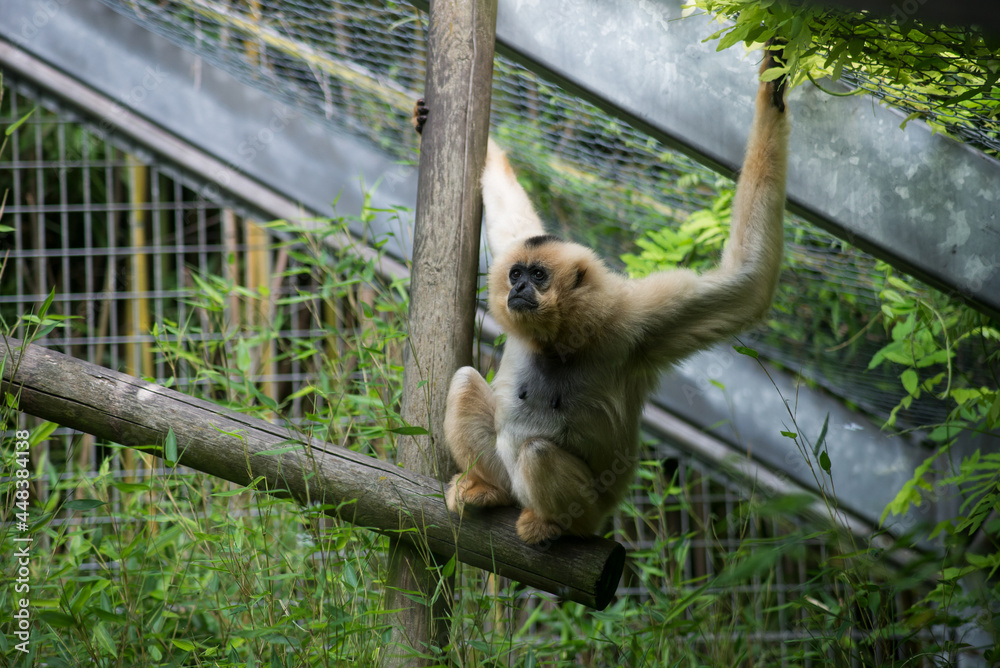 Naklejka premium Portrait of brown gibbon perched on branch in a zoologic park