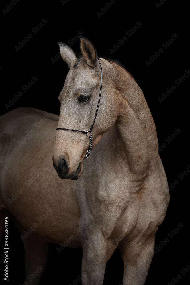 Fototapeta premium Portrait of a beautiful buckskin horse on black background isolated, head closeup