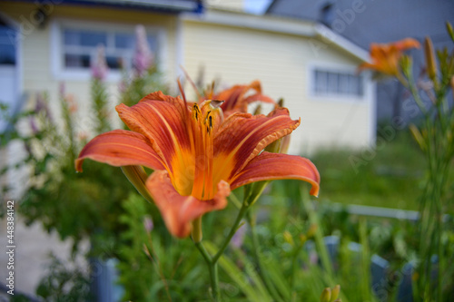 Lily in the yard of the house.
