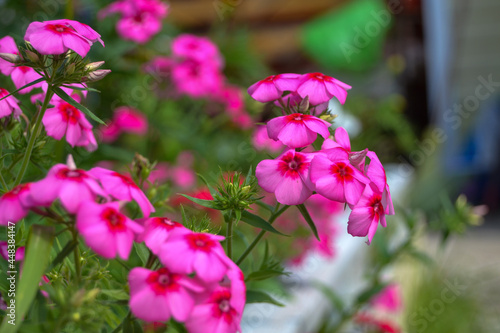 A pink beautiful flower grows in the yard.
