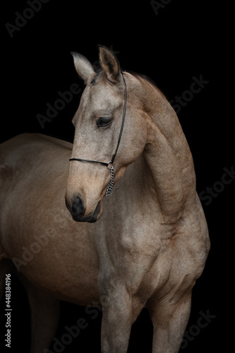Fototapeta Naklejka Na Ścianę i Meble -  Portrait of a beautiful buckskin horse on black background isolated, head closeup