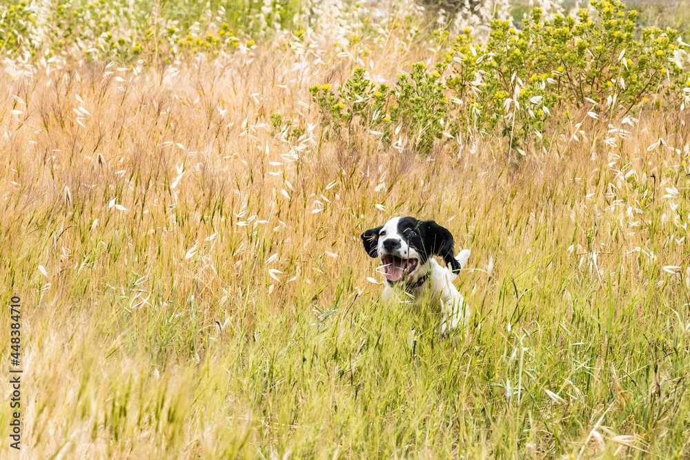 Happy puppy running in the field of tall grass