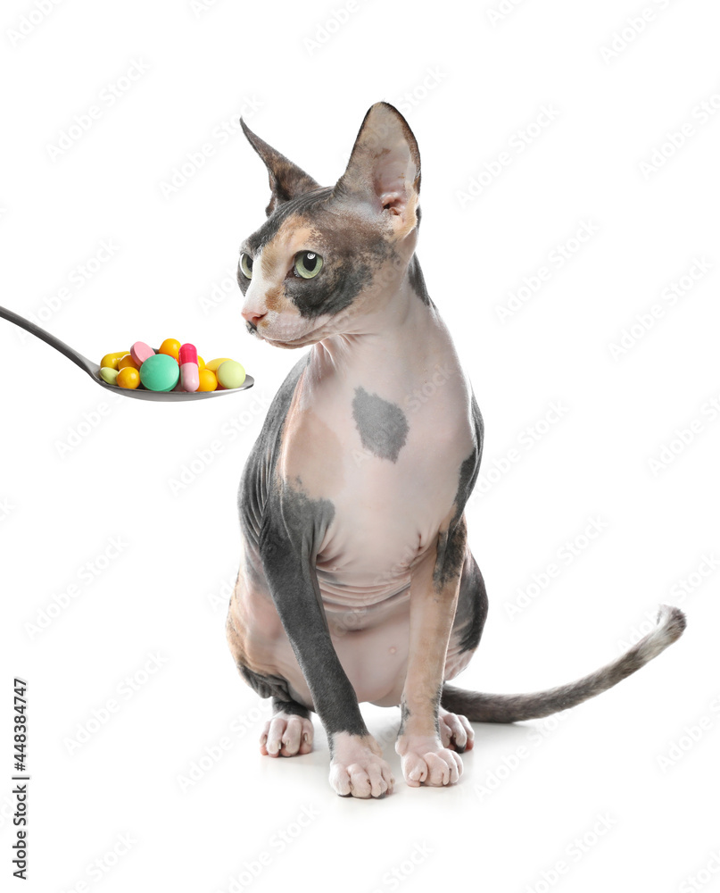Obraz premium Cute sphynx cat and spoon full of different pills on white background. Vitamins for animal