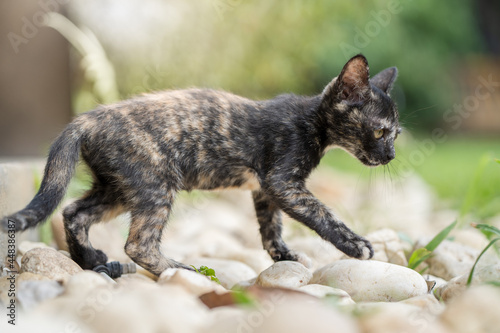Close up shot of black little thin cat walking on a white stones in the garden photo
