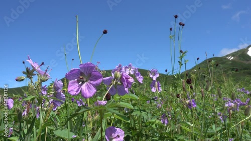 Lilac wildflowers swing in the wind among the green grass in an alpine meadow. Insects fly between the flowers. Background - mountains, clear blue sky. Kamchatka