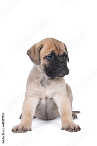 bull mastiff dog puppy isolated on a white background