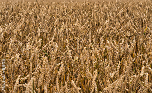 Weizenfeld im Sommer photo