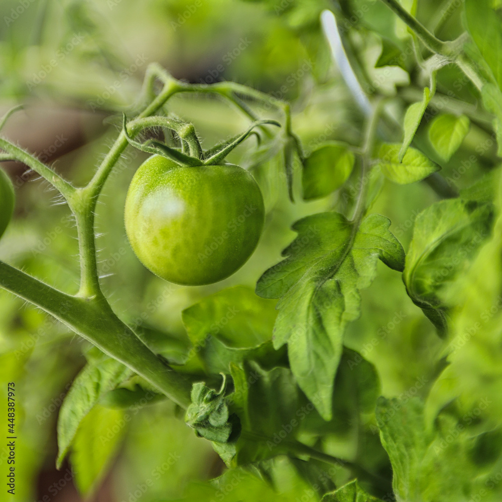 Fototapeta premium Grüne Tomaten 1