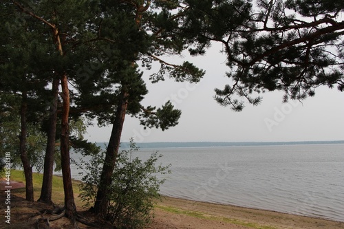 Fototapeta Naklejka Na Ścianę i Meble -  trees on the beach