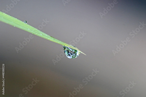 Drop on a  leaf after rain	