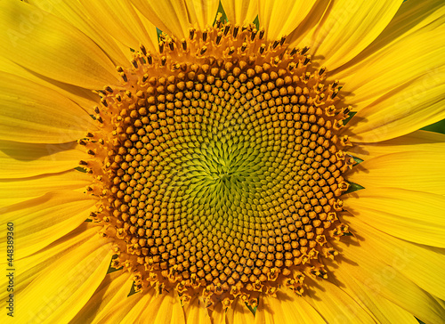Fresh sunflower core in summer.