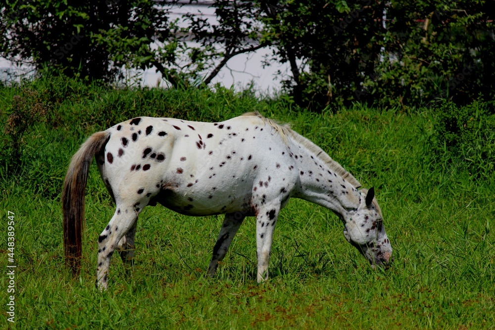 animal cavalo - equus caballus