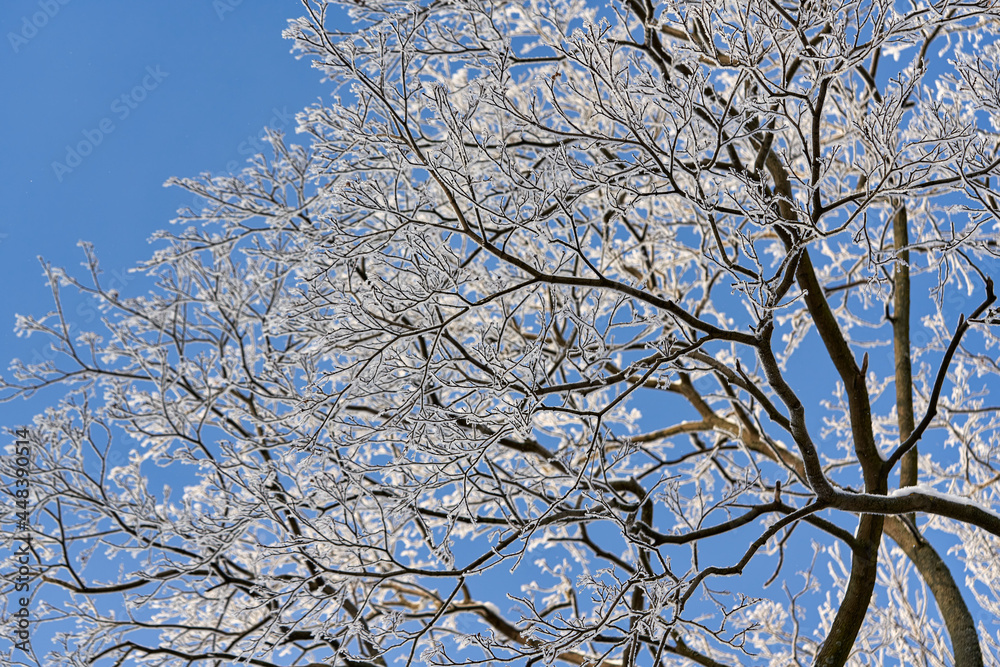 Snow and frost on the branches of trees against the background of the sky. Snow and frost on the branches of trees against the background of the sky.