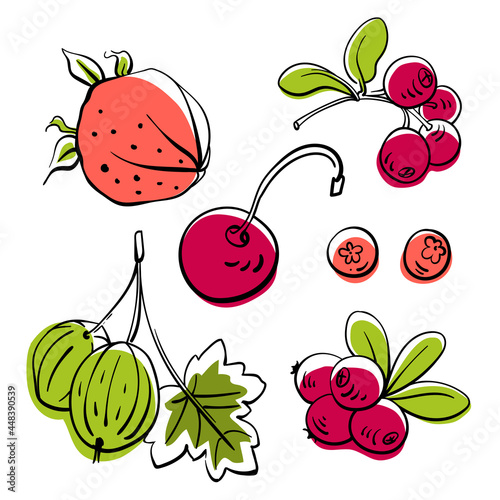 Set of garden and wild berries. Colorful line sketch collection of fruits and berries isolated on white background. Doodle hand drawn fruits. Vector illustration