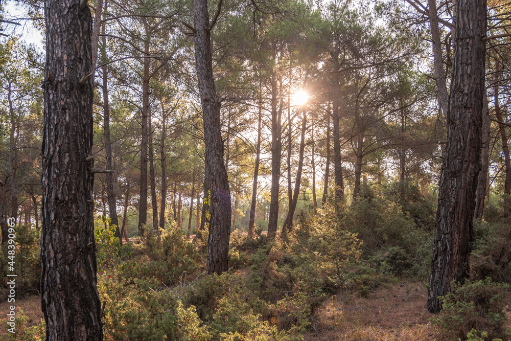 forest with sun shine in the morning forest with sun shine in the morning