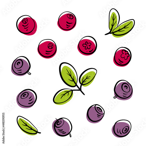 Set of wild berries: blueberry, lingonberry, cranberry. Colorful line sketch collection of fruits and berries isolated on white background. Doodle hand drawn fruits. Vector illustration