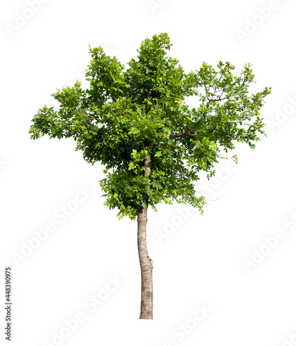 The freshness big green tree isolated on white.