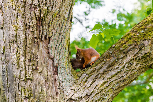 wildes Eichhörnchen auf einem Baum in Wiesbaden Deutschland
