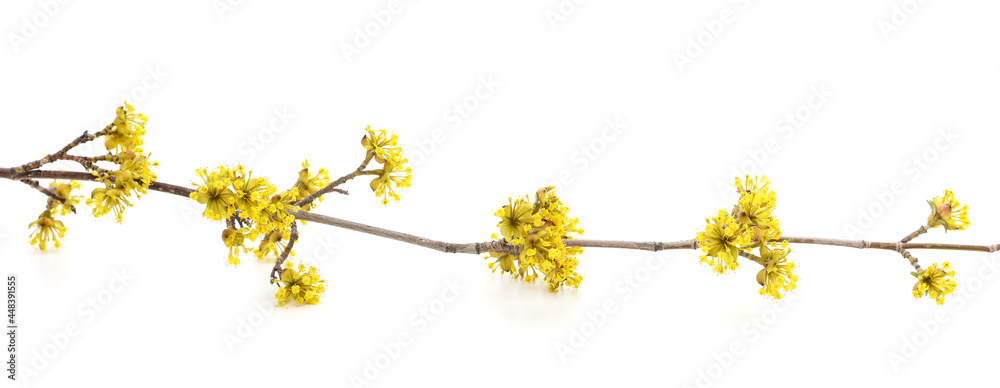 A branch of yellow dogwood. A branch of yellow dogwood.