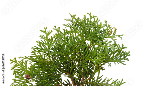 Green branch of thuja.