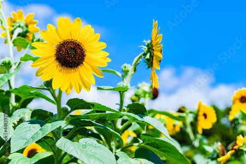 Sun flower in summer season