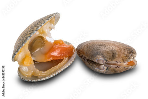 View of opened and closed clams on white background.