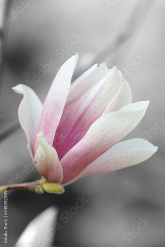 Beautiful Magnolia flower on tree branch outdoors, closeup. Black and white tone with selective color effect