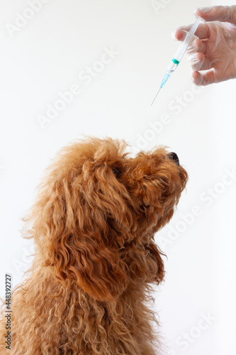 The head of a small shaggy red brown poodle and a hand with a syringe. Concepts of vaccinations animal vaccination, veterinarian, treatment