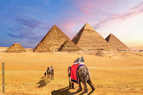 Elephants and camels in the desert near the Pyramids of Giza  Egypt