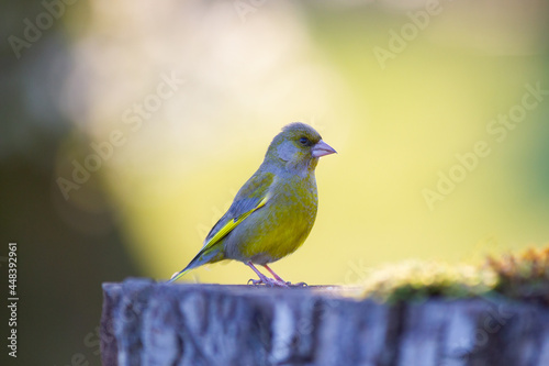 Chloris chloris portrait