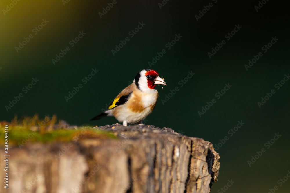 goldfinch on tree goldfinch on tree