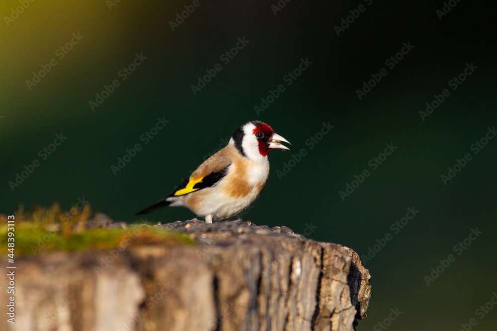 Fototapeta premium goldfinch on tree