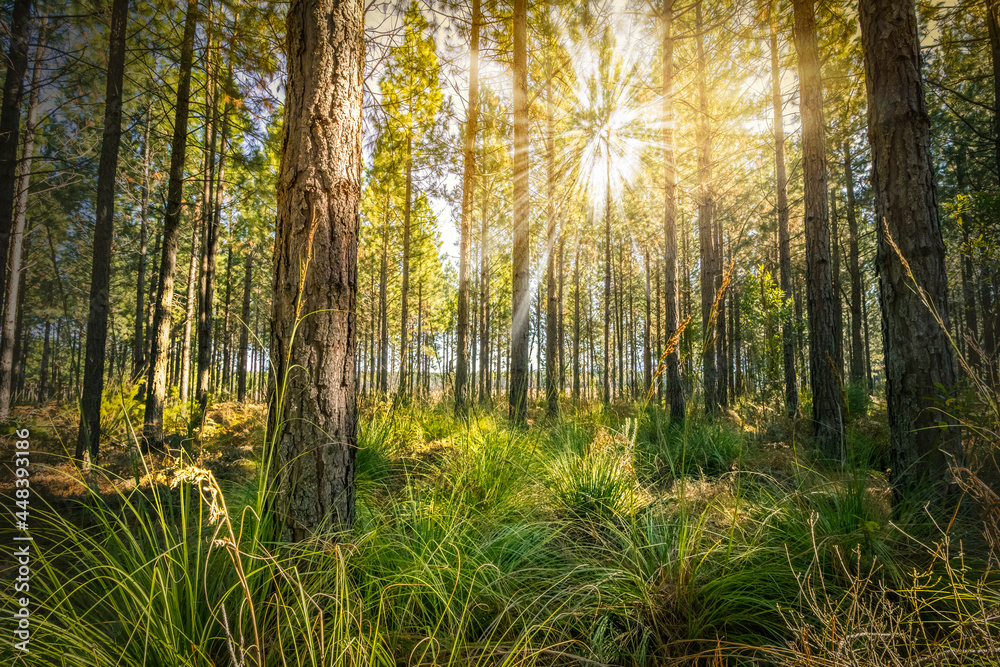 Obraz premium morning in the forest