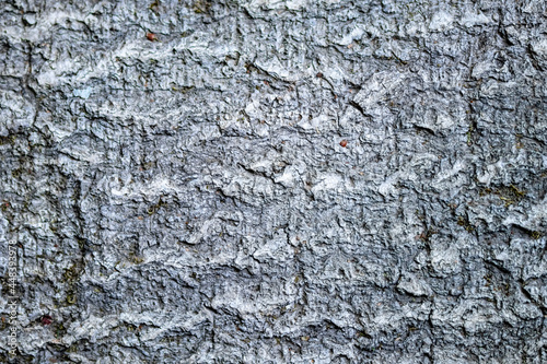 Wood trunk background closeup. Texture wood in wildlife. Natural forest background with moss and scratches