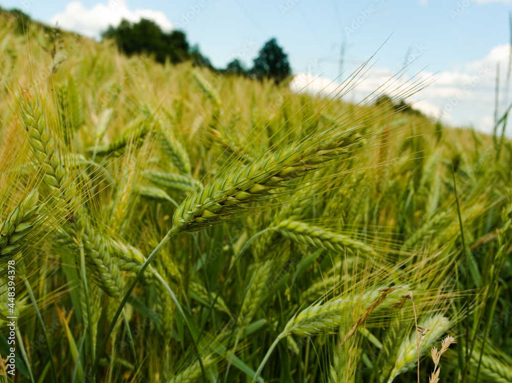 Green field of wheat. Close-up of a wheat blade Green field of wheat. Close-up of a wheat blade