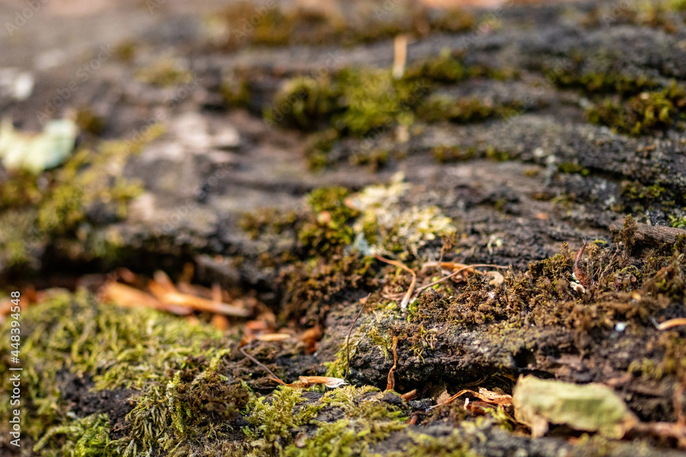 Wood trunk background closeup. Texture wood in wildlife. Natural forest background with moss and scratches Wood trunk background closeup. Texture wood in wildlife. Natural forest background with moss and scratches