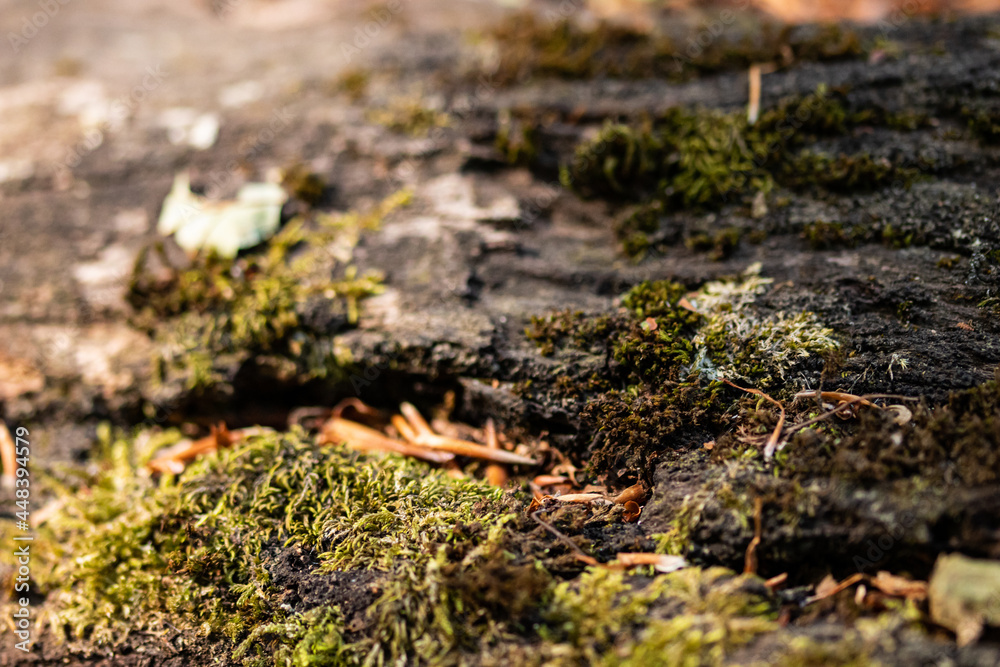 Wood trunk background closeup. Texture wood in wildlife. Natural forest background with moss and scratches Wood trunk background closeup. Texture wood in wildlife. Natural forest background with moss and scratches