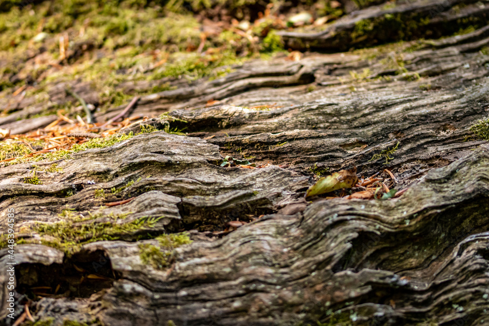 Wood trunk background closeup. Texture wood in wildlife. Natural forest background with moss and scratches Wood trunk background closeup. Texture wood in wildlife. Natural forest background with moss and scratches