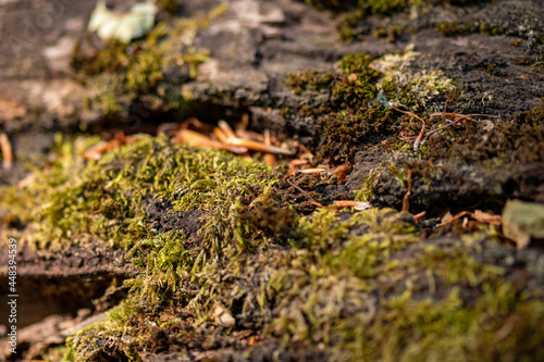 Wood trunk background closeup. Texture wood in wildlife. Natural forest background with moss and scratches