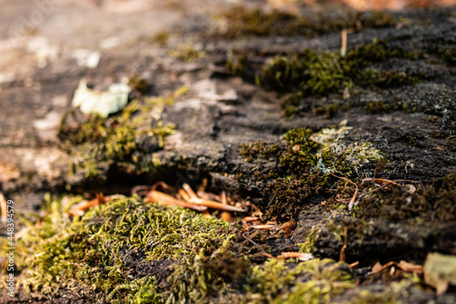 Wood trunk background closeup. Texture wood in wildlife. Natural forest background with moss and scratches © PAOLO