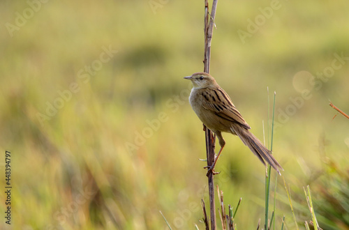 Striated grassbird.The striated grassbird is an 