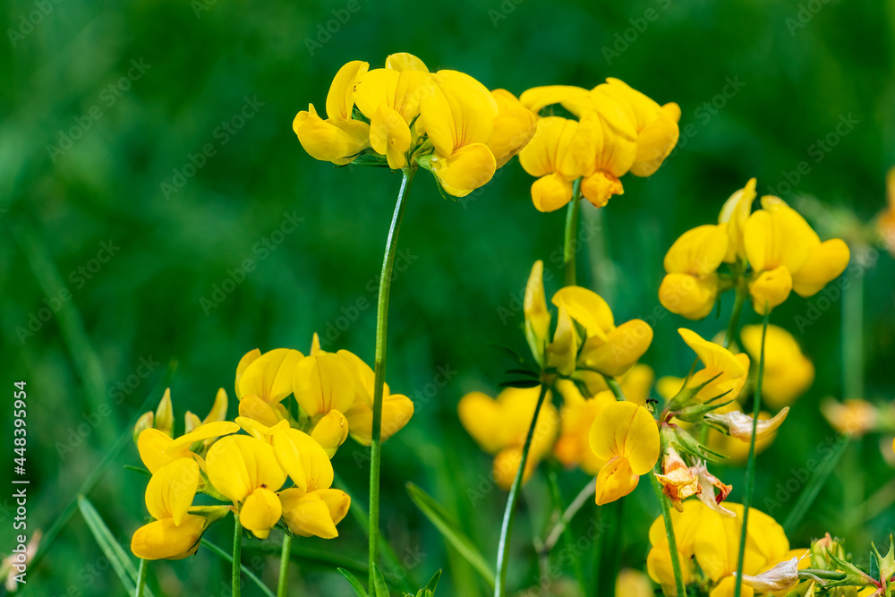 Obraz premium fiori di campo