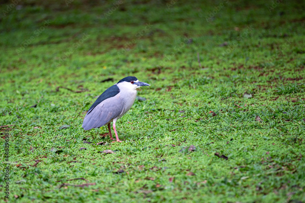 Fototapeta premium Rare bird isolated on grass ground in selective focus with background blur.
