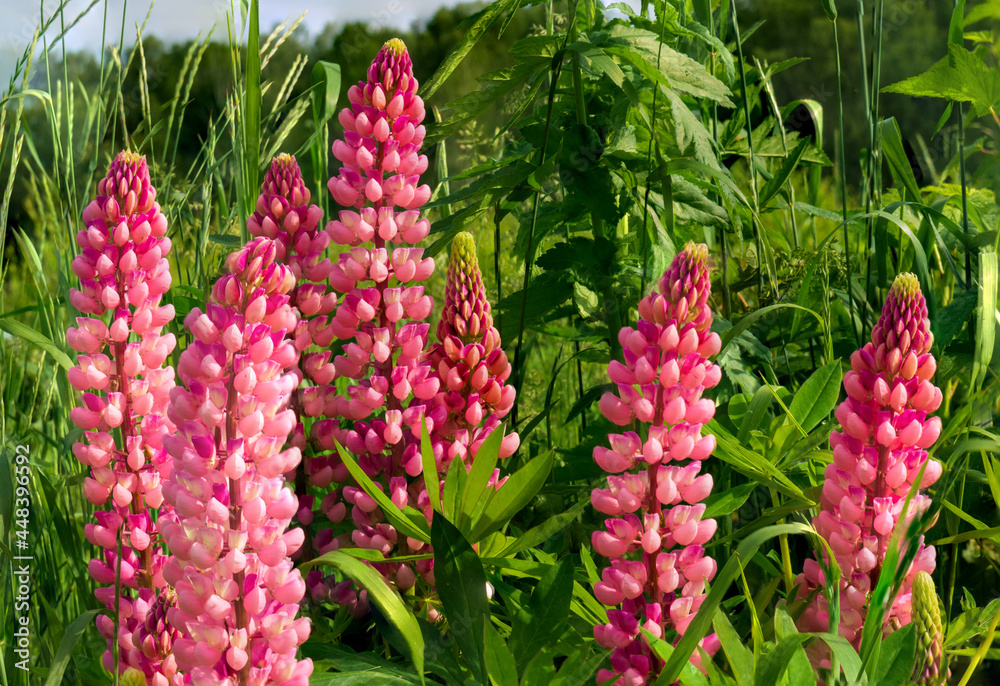 Dark pink wild lupine flowers on summer meadow. Nature eco background Dark pink wild lupine flowers on summer meadow. Nature eco background