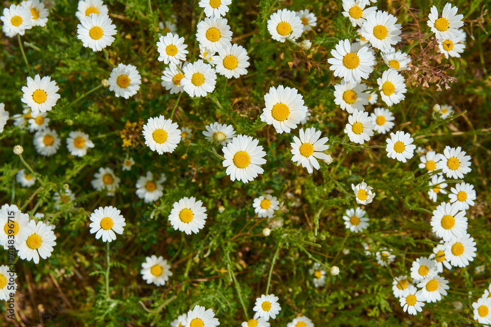 Field daisies on a warm summer day Field daisies on a warm summer day