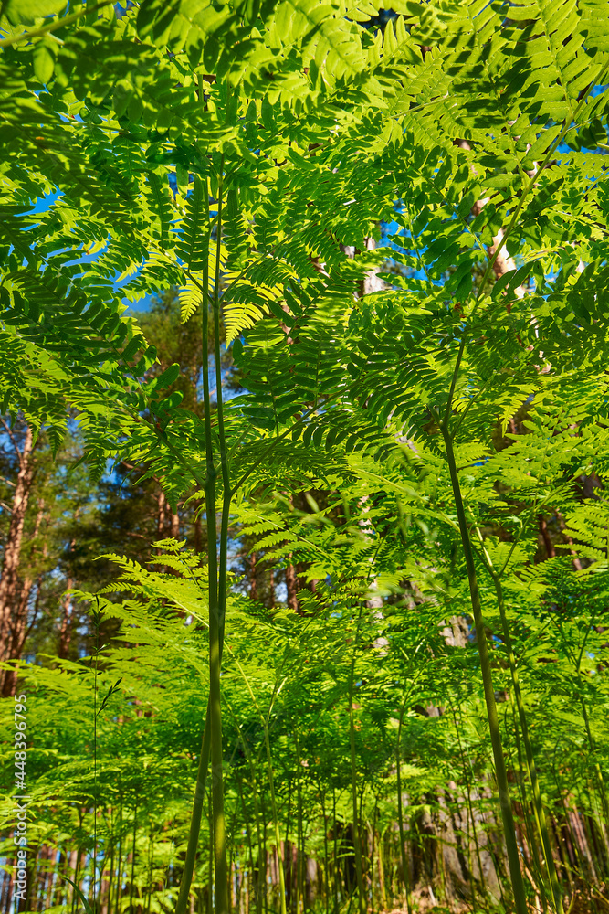 Obraz premium Thicket of green fern in the forest