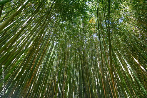 On a summer day in a bamboo grove