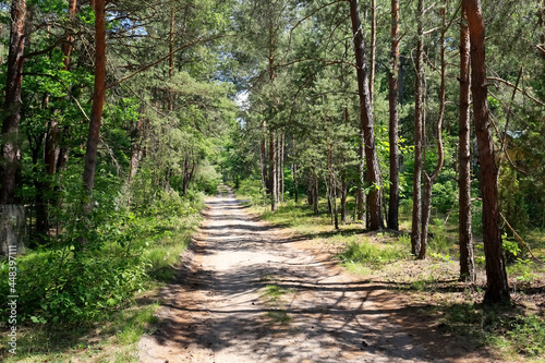 A dirt road through the pine forest
