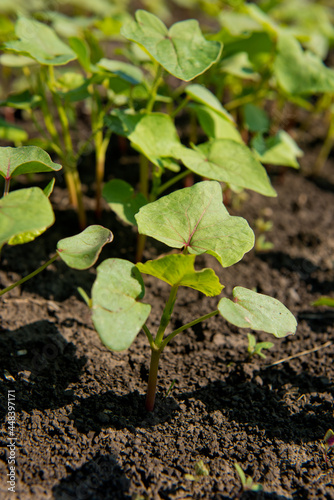 Сlose-up of young sprout buckwheat.